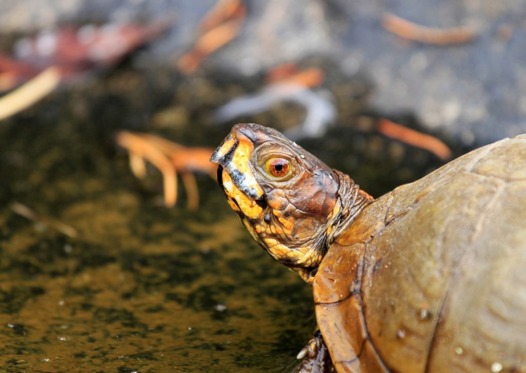 Three Toed Box Turtle – Bob Korpella